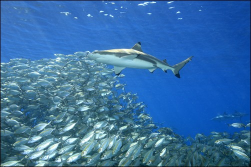 Paradoxically, the shark can go hungry when confronted with a school, whereas a lone fish is an easy meal.