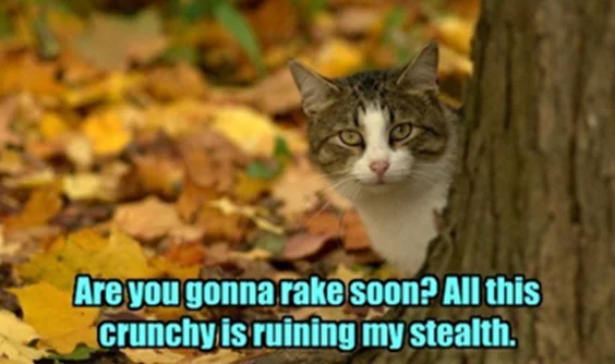 Stealth cat meme